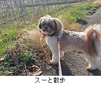 �ʐ^�F�X�[�ƎU��