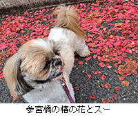 �ʐ^�F�Q�{���̒ւ̉ԂƃX�[