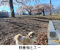 �ʐ^�F�}�����ƃX�[