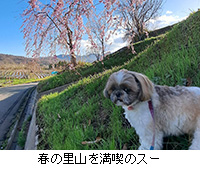 写真:春の里山を満喫のスー