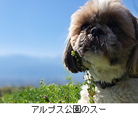 �ʐ^�F�A���v�X�����̃X�[