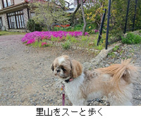 �ʐ^�F���R���X�[�ƕ���