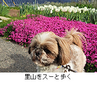 �ʐ^�F���R���X�[�ƕ���