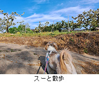 �ʐ^�F�X�[�ƎU��