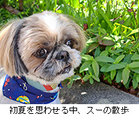 �ʐ^�F���Ă��v�킹�钆�A�X�[�̎U��