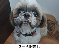写真: