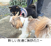 �ʐ^�F�V�����F�B�Ɉ��A�̃X�[