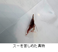 �ʐ^�F�X�[���ꂵ�߂��ٕ�
