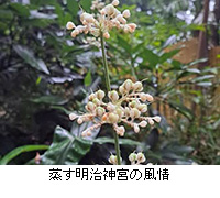 写真:蒸す明治神宮の風情
