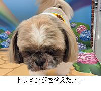 写真:トリミングを終えたスー