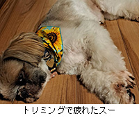 写真:トリミングで疲れたスー