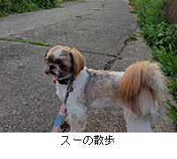 写真:スーの散歩