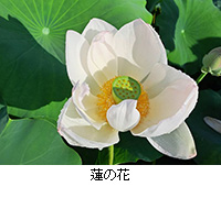 写真:蓮の花