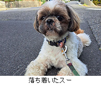 �ʐ^�F�����������X�[