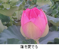 写真:蓮を愛でる