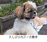 写真:久しぶりのスーの散歩