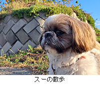 写真:スーの散歩