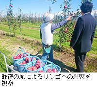 写真:昨夜の嵐によるリンゴへの影響を視察
